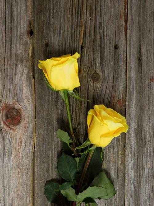 SONRISA  YELLOW ROSES